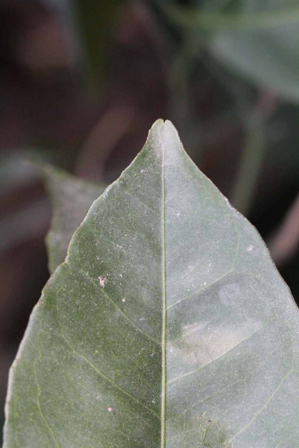              Margin (Riverside, CA)       